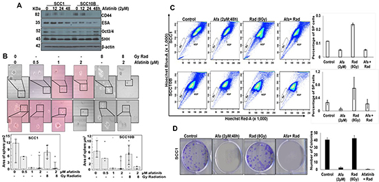 Afatinib affects cancer stem cells in HNSCC cells.