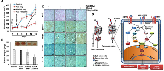 Afatinib radiosensitizes HNSCC tumors in vivo.