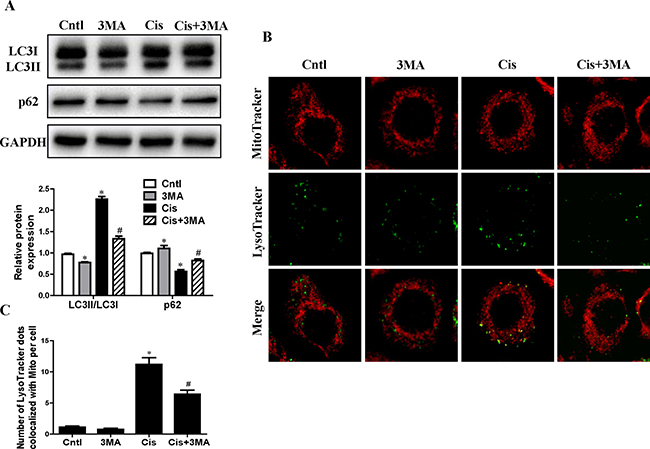 Effect of autophagy inhibitor on cisplatin-induced mitophagy.