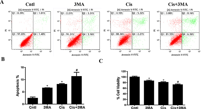 Effect of autophagy inhibitor on cisplatin-induced HK2 cells injury.