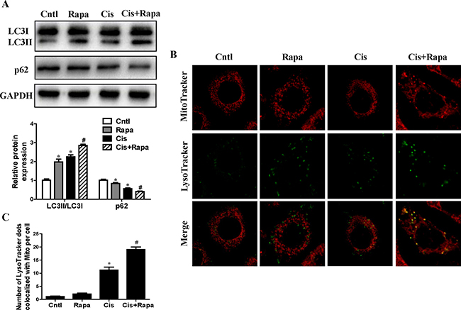 Effect of autophagy inducer on cisplatin-induced mitophagy.