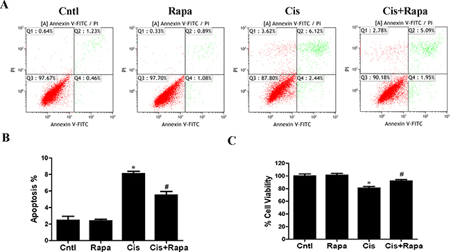 Effect of autophagy inducer on cisplatin-induced HK2 cells injury.