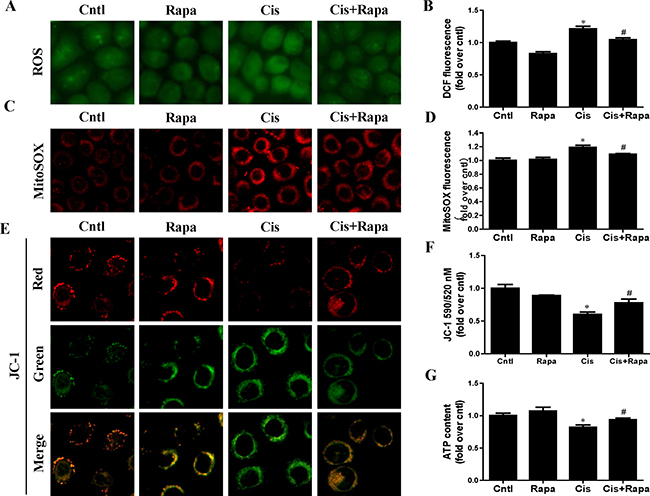 Effect of autophagy inducer on cisplatin-induced mitochondrial dysfunction.