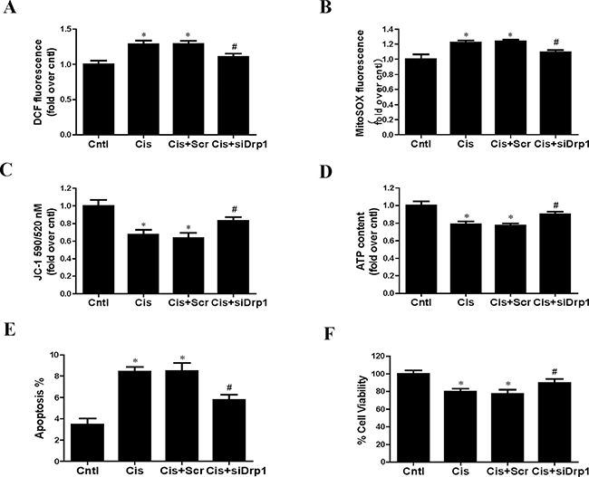 Effect of Drp1 siRNA on cisplatin-induced mitochondrial dysfunction and cell injury.