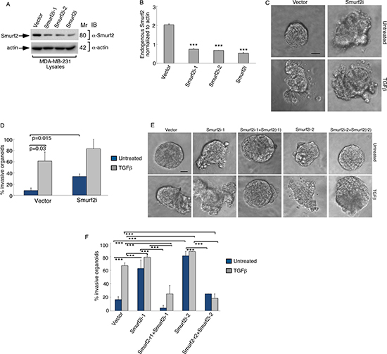 Knockdown of Smurf2 enhances TGF&#x03B2;-induced disorganization of MDA-MB-231 cancer cell-derived organoids.