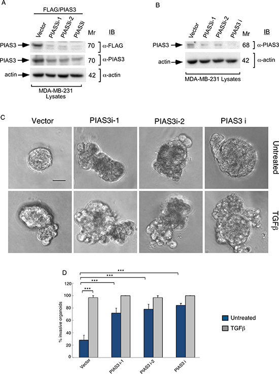 Knockdown of PIAS3 disrupts MDA-MB-231 breast cancer cell-derived organoids.