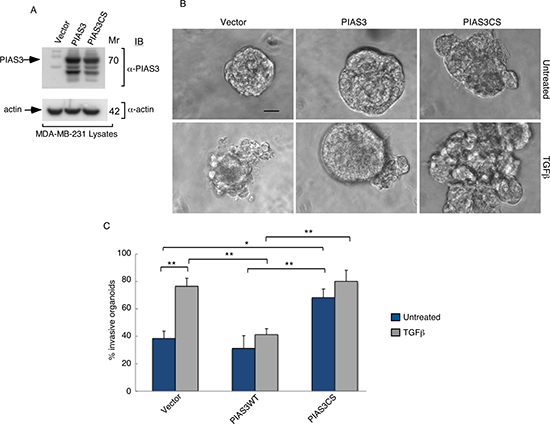 PIAS3 suppresses TGF&#x03B2;-induced invasive growth of MDA-MB-231 breast cancer cell-derived organoids in a SUMO E3 ligase activity-dependent manner.