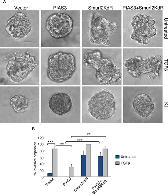 Sumoylation-defective Smurf2 blocks PIAS3 suppression of invasive growth of MDA-MB-231 breast cancer cell-derived organoids.