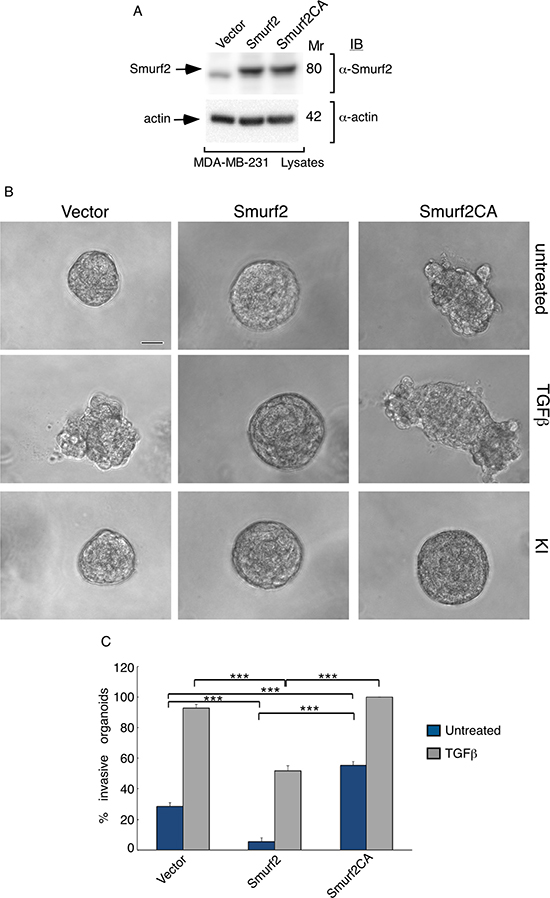 E3 ubiquitin ligase activity is required for Smurf2 to suppress TGF&#x03B2;-induced invasive growth of MDA-MB-231 cell-derived organoids.
