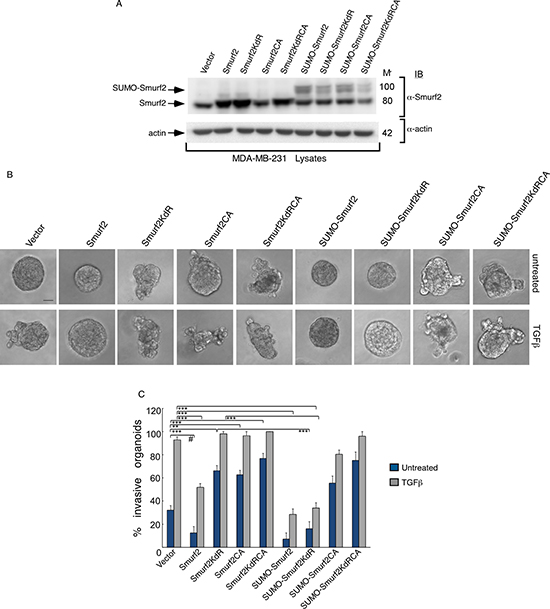 Sumoylated Smurf2 requires an intact E3 ubiquitin ligase activity to suppress TGF&#x03B2;-induced invasive growth of MDA-MB-231 cell-derived organoids.