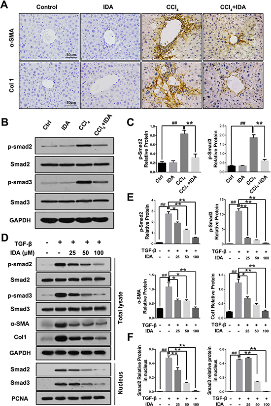 IDA inhibits TGF-&#x03B2;/Smad signaling in CCl4-treated mice and TGF-&#x03B2;-treated LX2 cells.