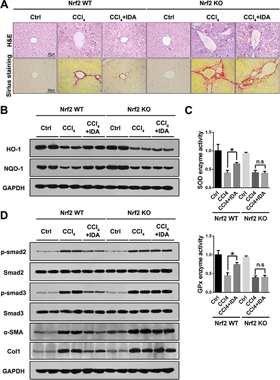 IDA inhibits oxidative stress, Smad signaling and liver fibrosis in a Nrf2 dependent pathway.