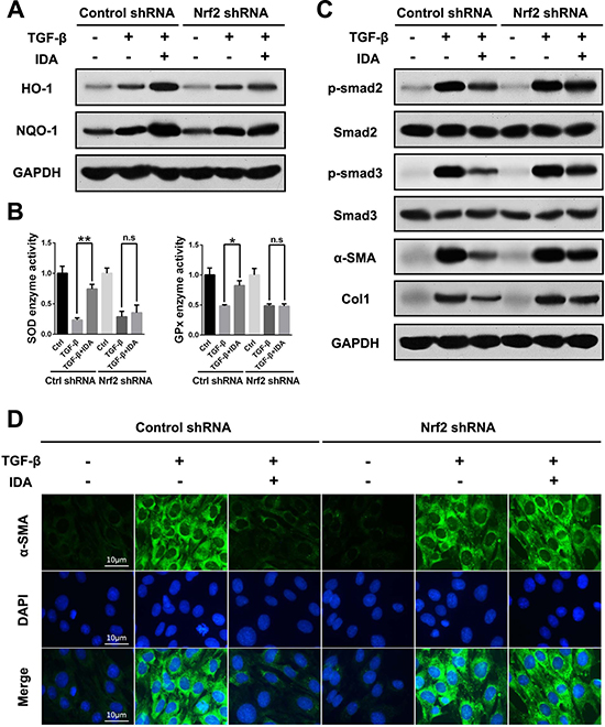 Knockdown of Nrf2 blocks the inhibitory effects of IDA on TGF-&#x03B2;/Smad signaling in LX2 cells.