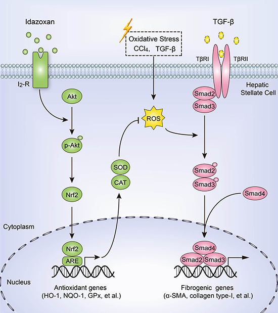 Schematic diagram of the anti-fibrotic effect of idazoxan in inhibition of HSCs activation.