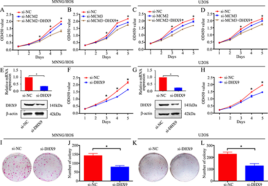 Knockdown of MCM2 or MCM3 inhibits osteosarcoma cell proliferation via DHX9.