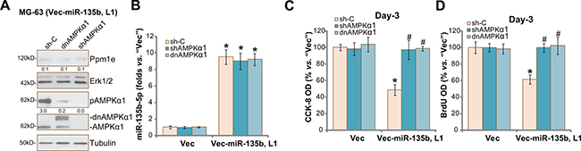AMPK&#x03B1;1 shRNA knockdown or mutation abolishes miR-135b-5p&#x2019;s actions against osteoblastoma cells.
