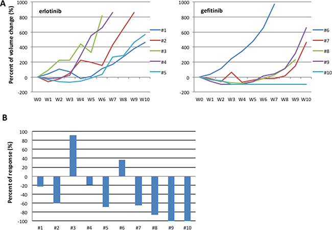 HCC827 human tumor xenografted in nude mice and treated with erlotinib or gefitinib.