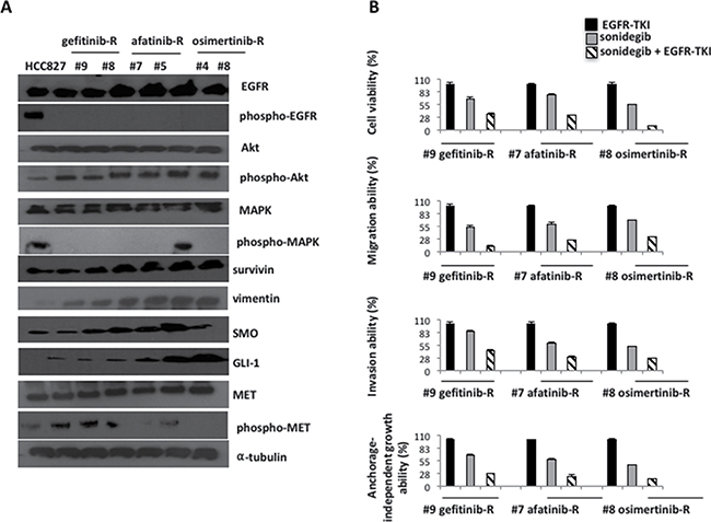 Western blot analysis on protein lysates and experiments on cell lines established in vitro from EGFR inhibitors-resistant HCC827 human tumor xenografts.