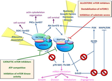 Simplified scheme of activators and effectors of both mTOR complexes, together with effects of mTOR inhibition using different mTOR inhibitors.