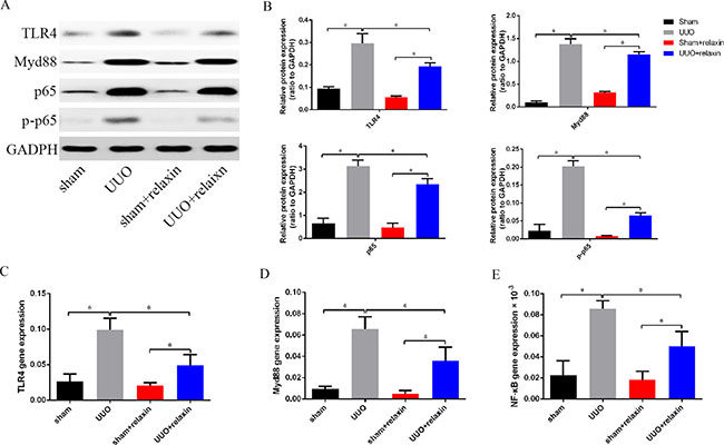 Relaxin downregulates the TLR4-NF-&#x03BA;B signaling pathway in vivo following UUO.