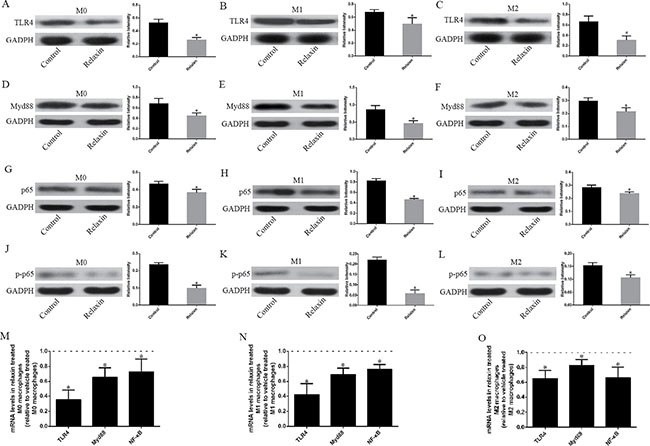Relaxin downregulates the TLR4-NF-&#x03BA;B signaling pathway in vitro.