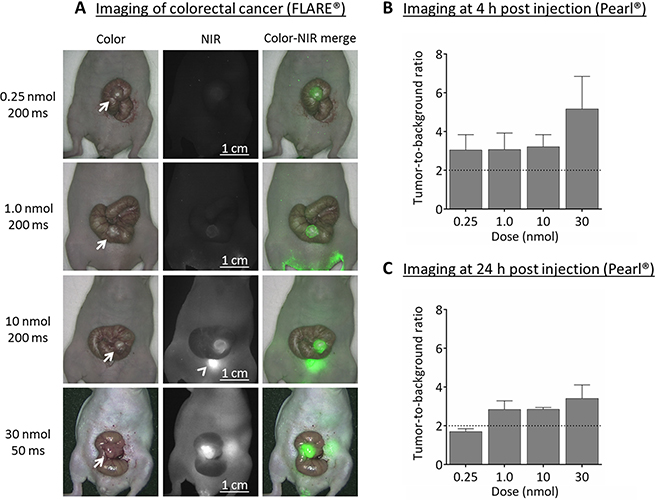 Near-infrared fluorescence imaging of colorectal cancer (HT-29).