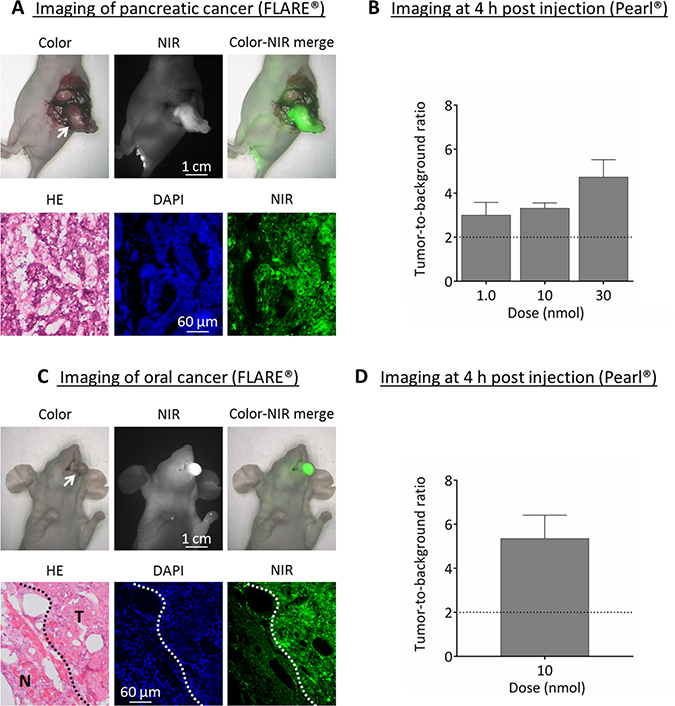Near-infrared fluorescence imaging of pancreatic (BxPC-3) and oral cancer (OSC-19).