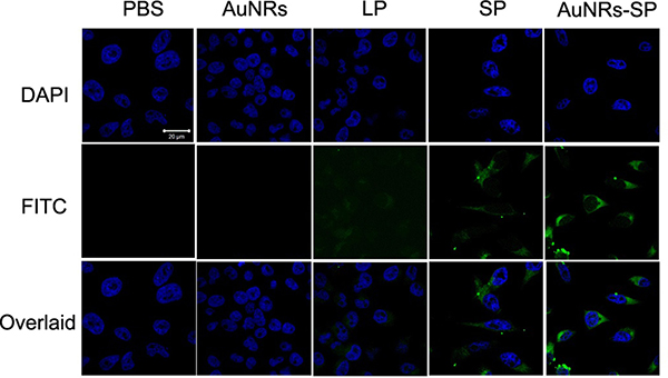 Fluorescent images of human BMSCs.