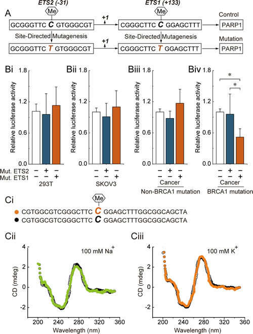 Fig 1: ETS1 motif methylation and PARP1 transcriptional activity.