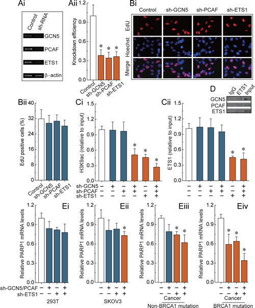 Fig 3: H3K9ac and ETS1-mediated transcriptional regulation of PARP1.