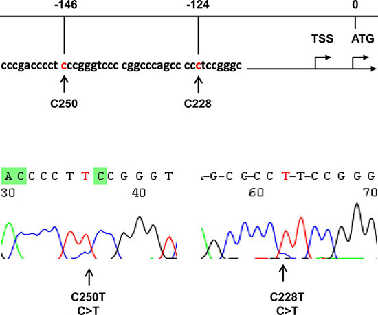 Identification of TERT promoter mutations in hepatocellular carcinoma (HCC).