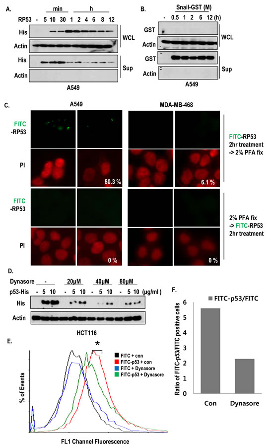 Active internalization of p53 core domain occurs by K-Ras dependent manner.