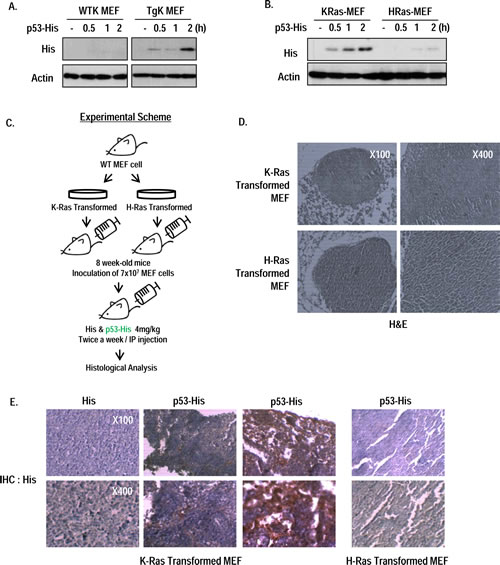 Oncogenic K-Ras dependent p53 endocytosis