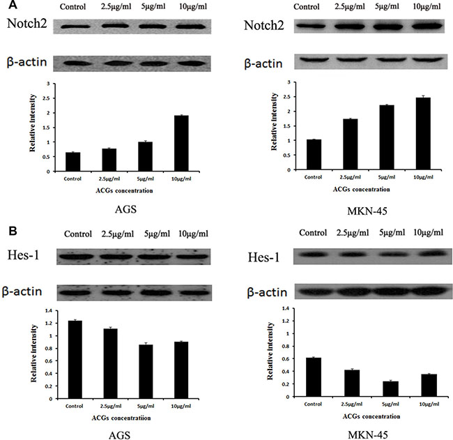 The expression of Notch2 and Hes1 in AGS and MKN-45 cells after ACGs treatment.