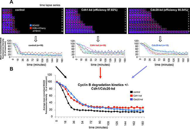 Effect of Cdh1- and Cdc20-kd on cyclin B degradation kinetics in unperturbed single cells.