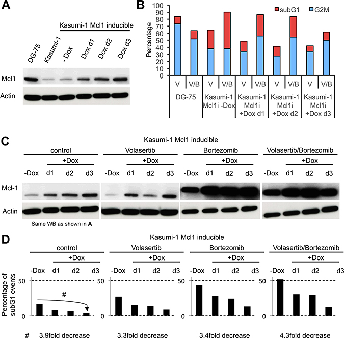 Bortezomib-induced stabilization of Mcl-1 does not protect Kasumi-1 cells from therapy-induced cell death.