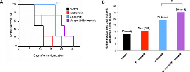 Bortezomib in combination with volasertib induces improved disease control in a xenotransplant mouse model of human AML.