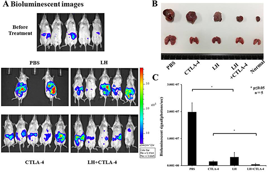 Potent anti-tumor effects of lycorine hydrochloride and anti-mouse CTLA-4 combination treatment on mice inoculated with Renca-Luc cells.