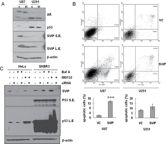 Depletion of SVIP by siRNA causes declined protein level of p53wt and overexpression of SVIP leads to apoptosis in U87 cells.