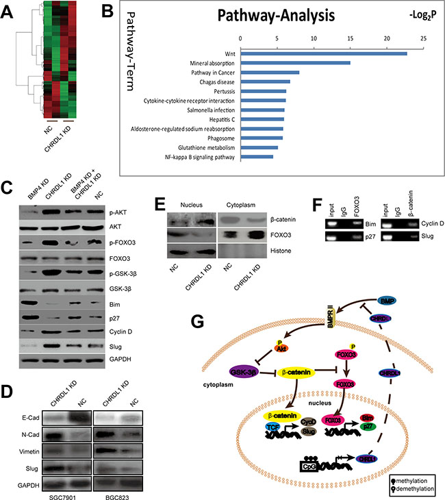 The Wnt pathway was activated by CHRDL1 knockdown.