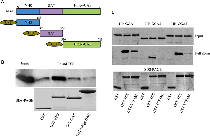 The DXXLL motif in TCS and VHS domain in GGAs mediates their interaction.