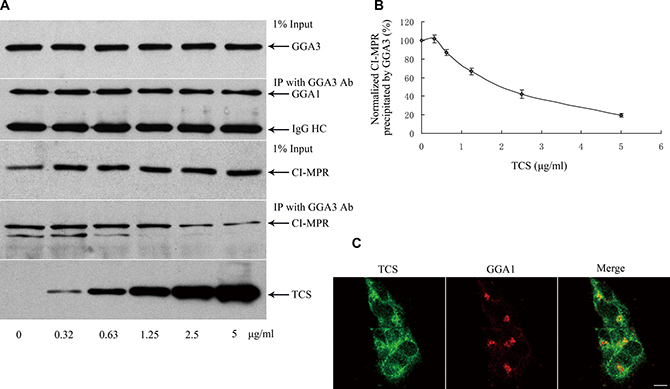 TCS competitively inhibits CI-MPR binding to GGA1.