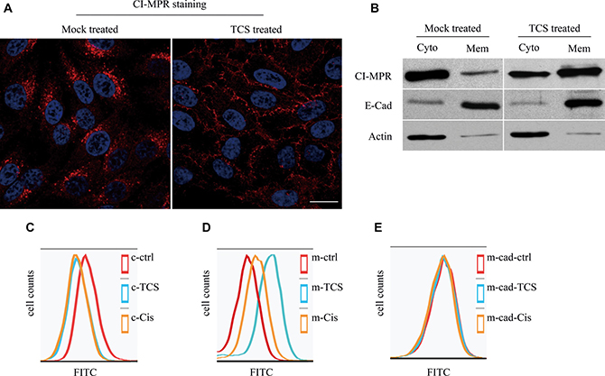 CI-MPR is translocated to cytoplasmic membrane in HepG2 cells after TCS treatment.