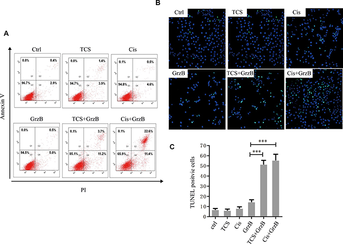 The in vitro inhibition of enzymatically active GrzB on cancer cells is greatly increased by TCS.