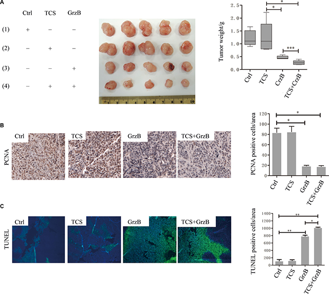 The in vivo anti-cancer activity of enzymatically active GrzB is greatly promoted by TCS.