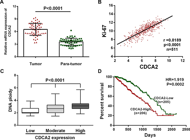 CDCA2 is upregulated in LAC tissues and correlates with more aggressive clinical characteristics in TCGA dataset.