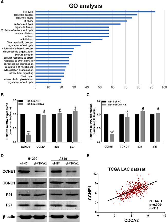 Knockdown of CDCA2 influences CCNE1 expression.