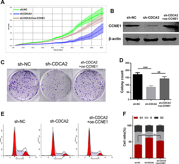 Enforced overexpression of CCNE1 partly rescues the malignant phenotypes in CDCA2-knockdown cells.