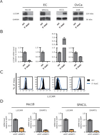 Loss of L1CAM expression by demethylating agents.