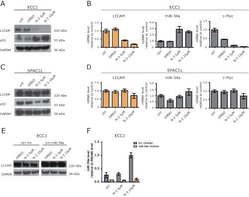 Nutlin-3a down-regulates L1CAM in wildtype p53 ECC1 cells.